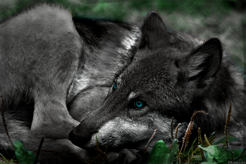 pup3m10lueneburgkati ole 12 20170221 1745698023 (1).png