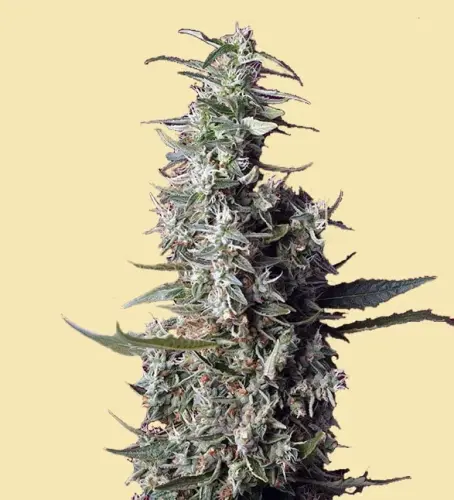 auto island pie cannabis seeds 2 min min jpg.webp