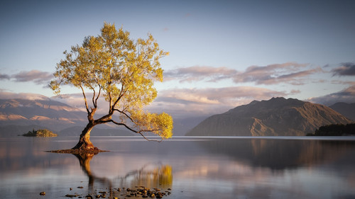 tree lake wallpaper.jpg