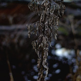 IMG 4619