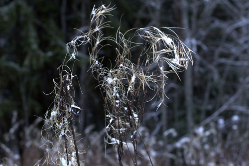IMG 4696.jpg