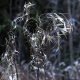 IMG 4696