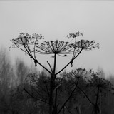 IMG 4609