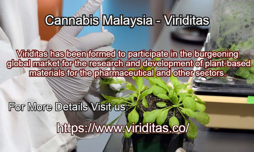 Cannabis Malaysia Viriditas Malaysia.jpg
