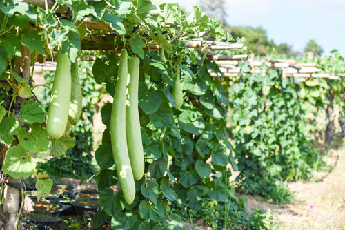 indian vegetables long winter melon gourd bottle calabash gourd bottle gourd hanging vine plant tree