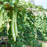 indian vegetables long winter melon gourd bottle calabash gourd bottle gourd hanging vine plant tree