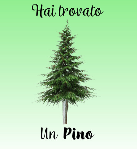 pino.jpg