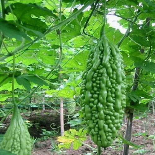 pl bittergourd f1 swastik1.jpg