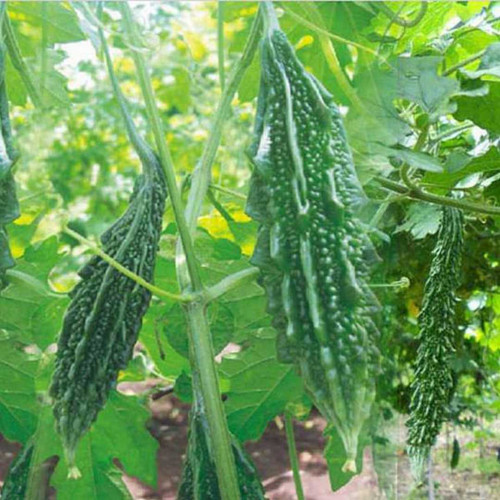 pl bittergourd f1 chu chu 4151.jpg