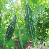 pl bittergourd f1 chu chu 4151