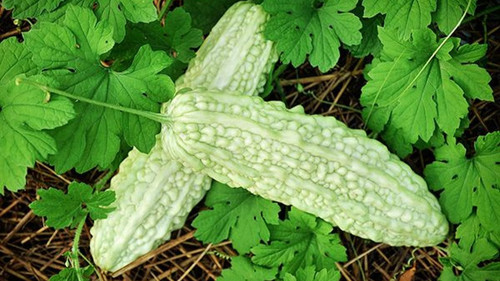 White Bitter Gourd Kakarakaya Seeds 1 1200x675