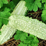 White Bitter Gourd Kakarakaya Seeds 1 1200x675