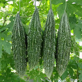 pl bittergourd f1 nastya1
