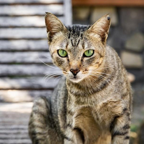 VIER PFOTEN 2019 12 13 209 2001x2000 600x600.jpg