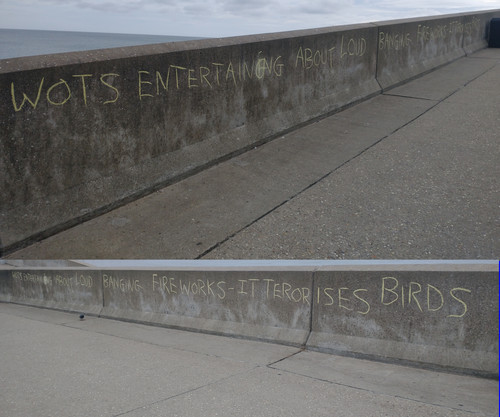 terroised seagulls.jpg