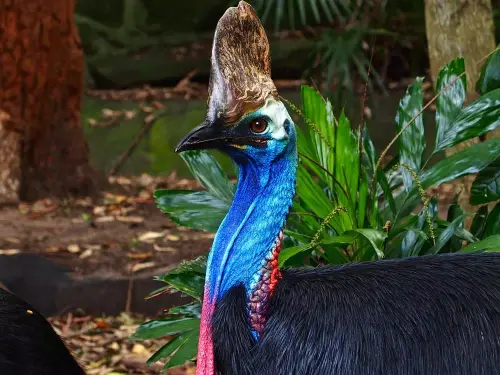 casoar a casque.webp