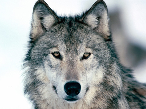 Wallpapers de animales lobos.jpg