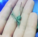 is that actually real 03.gif