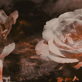 every rose has its thorn bg