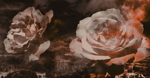 every rose has its thorn unthemedbg