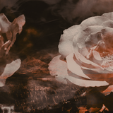 every rose has its thorn unthemedbg