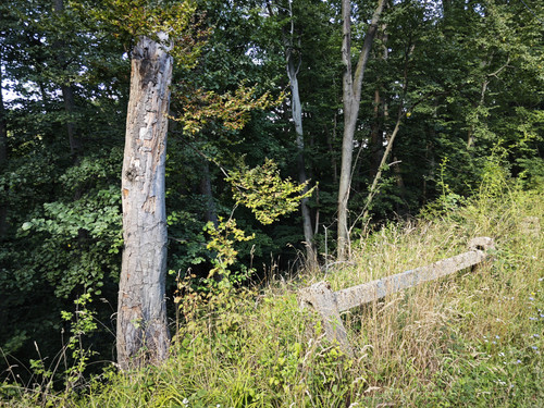 IMG 20230812 161026.jpg