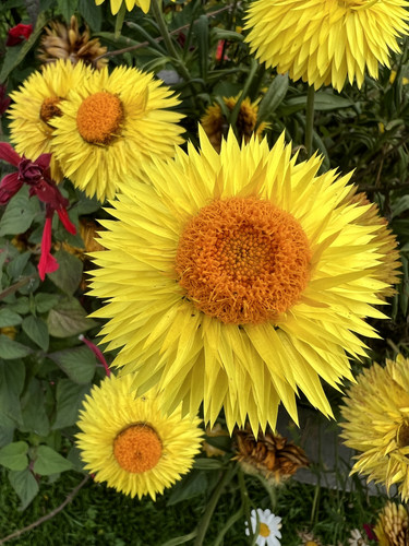 393799BC 395B 4E8C AAC0 44D8B45A9F00.jpg