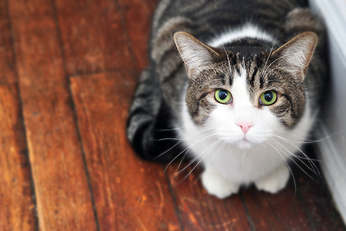 image search 1691724609185.jpg