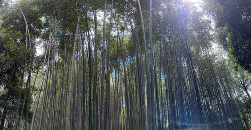 Bamboo Forest 2.jpg