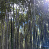 Bamboo Forest 2