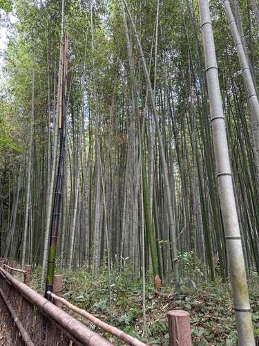 Bamboo Forest.jpg