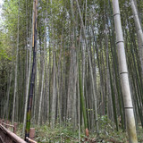 Bamboo Forest