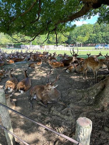 Nara.jpg