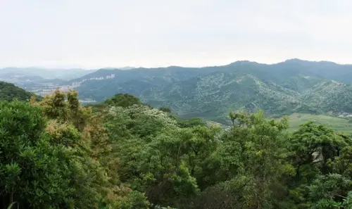 00016 新店安坑桐花雪景.webp