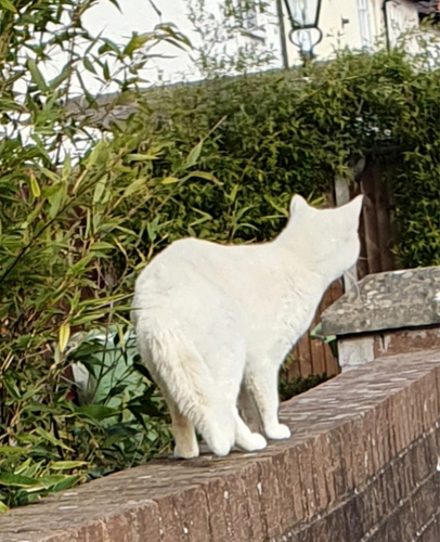 A photo of a random nice white cat, 13.02.2023.png