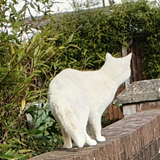 A photo of a random nice white cat, 13.02.2023