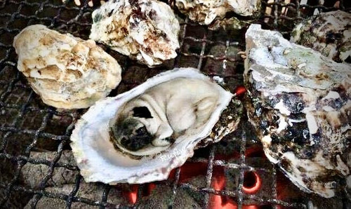 436C9164 C628 4971 9213 0C552E6F5202.jpg