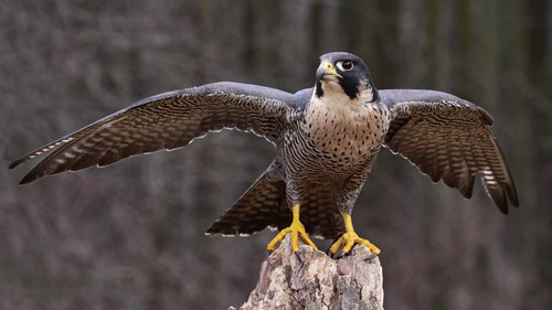 حلمت اني مسكت صقر صغير.jpg