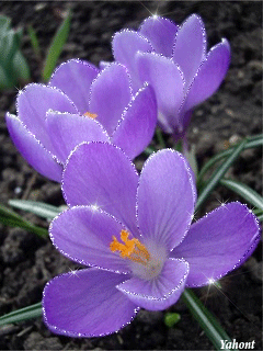 springflow cujoepub.gif