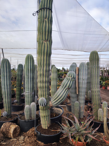 1675838807237.jpg