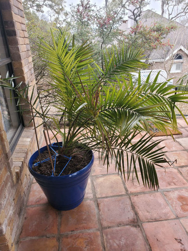 palm6.jpg