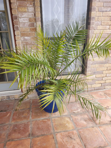 Palm7.jpg