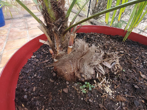 palm10.jpg