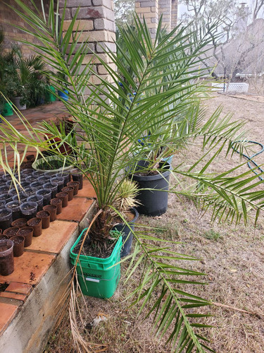 palm11.jpg