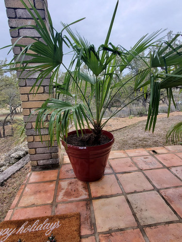 palm9.jpg