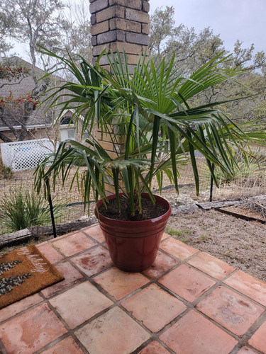palm8.jpg