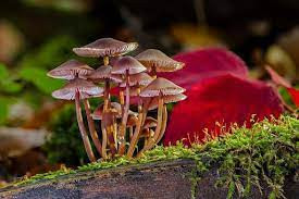 Pink Mushroom.jpg