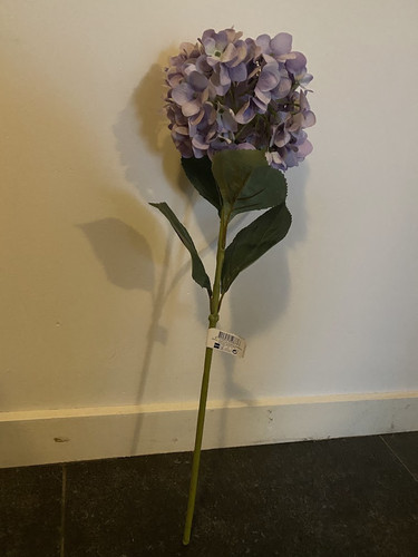 IMG 1825.jpg