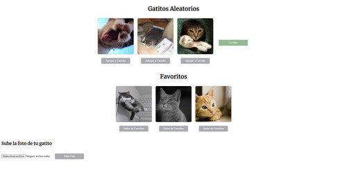 catapivanilla.jpg