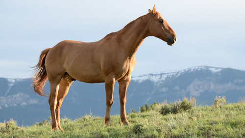 horse3.jpg